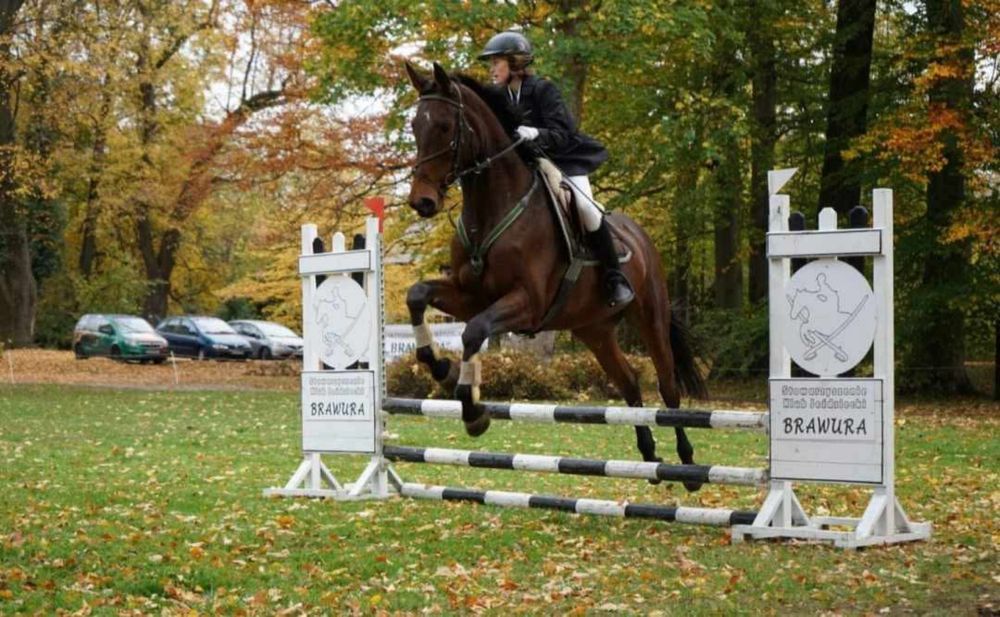 Klacz hanowerska 13 lat Okazja!!!