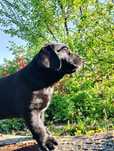 Labrador retriver