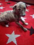 Chart Angielski Whippet.  piesek