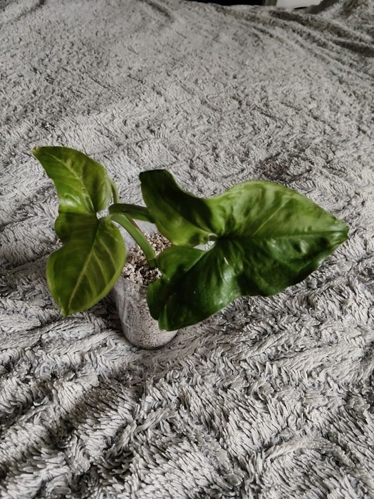 Syngonium sadzonka szczytowa