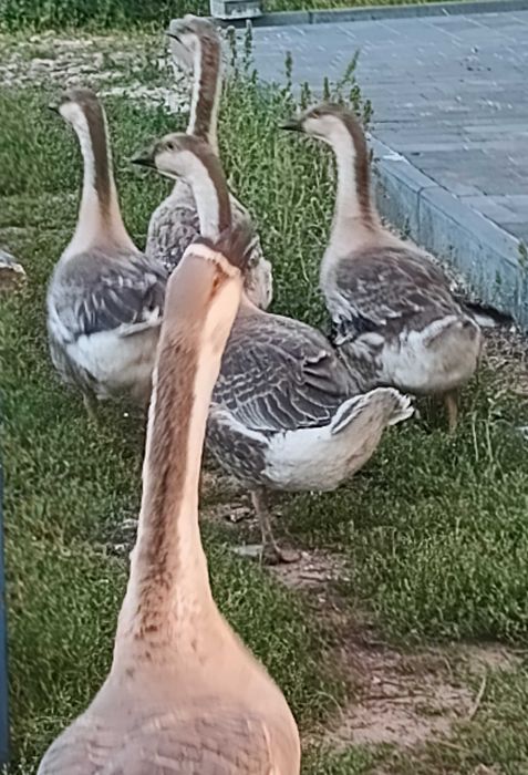 Młoda gęś gęsi 2025 perliki perliczki indyki