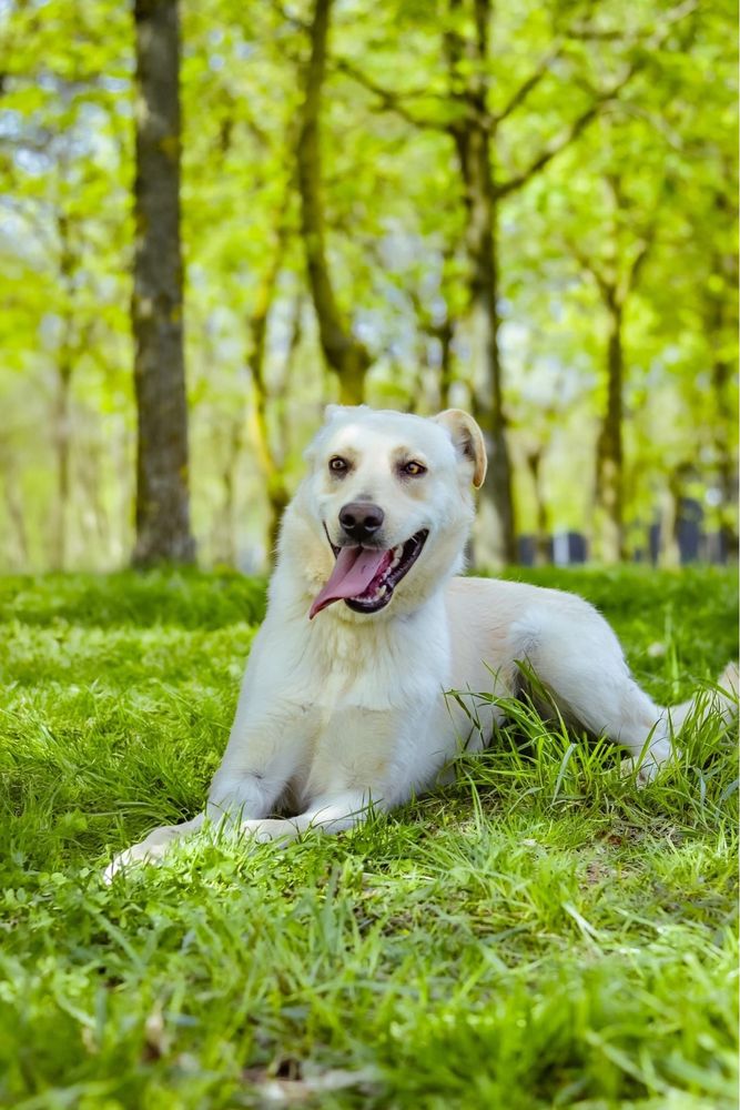 Biały- średniej wielości młody pies do adopcji