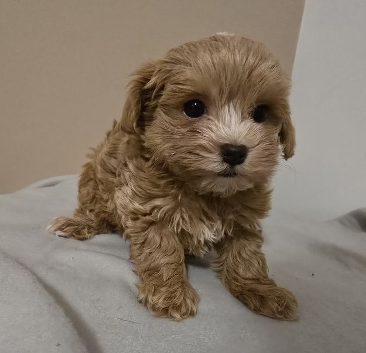 Maltipoo mini chlopiec samczyk maltipo