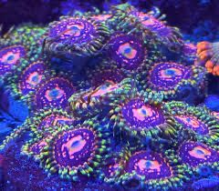 Zoanthus Space Chaos