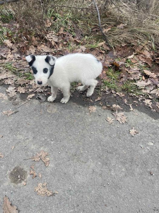 Хлопчик в добрі руки