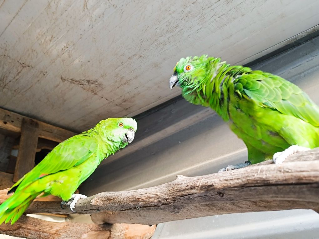 Casal Amazonas auropaliata  2018