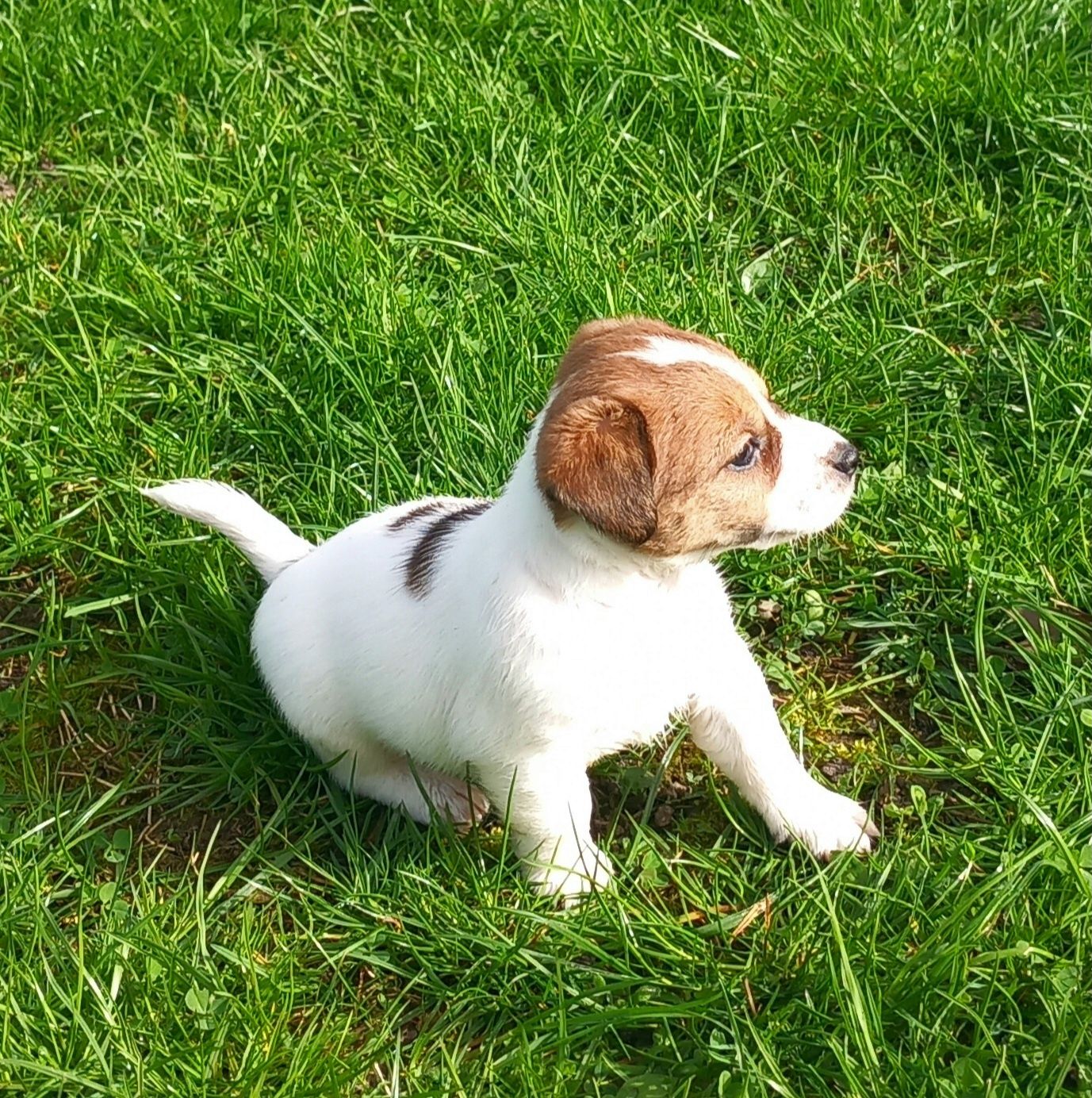 Jack Russell Terrier- suczka FCI