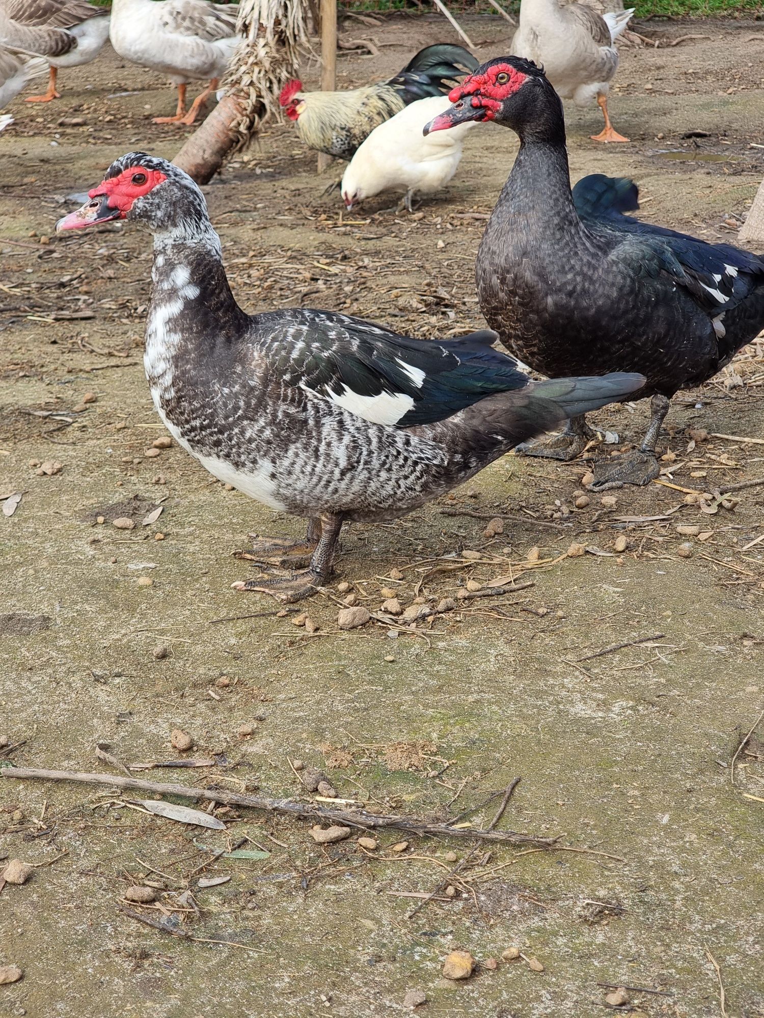 Patos machos e femeas