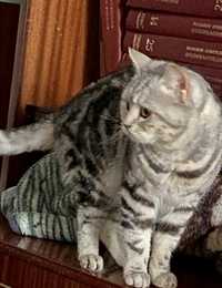 Шотландский страйтовый котик , вязка .