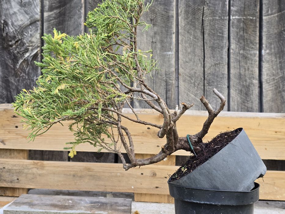PRE BONSAI - jałowiec chiński