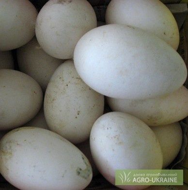 Яйце на інкубацію гусей Горківська біла і Сіра оптом