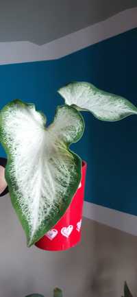 Kaladium caladium