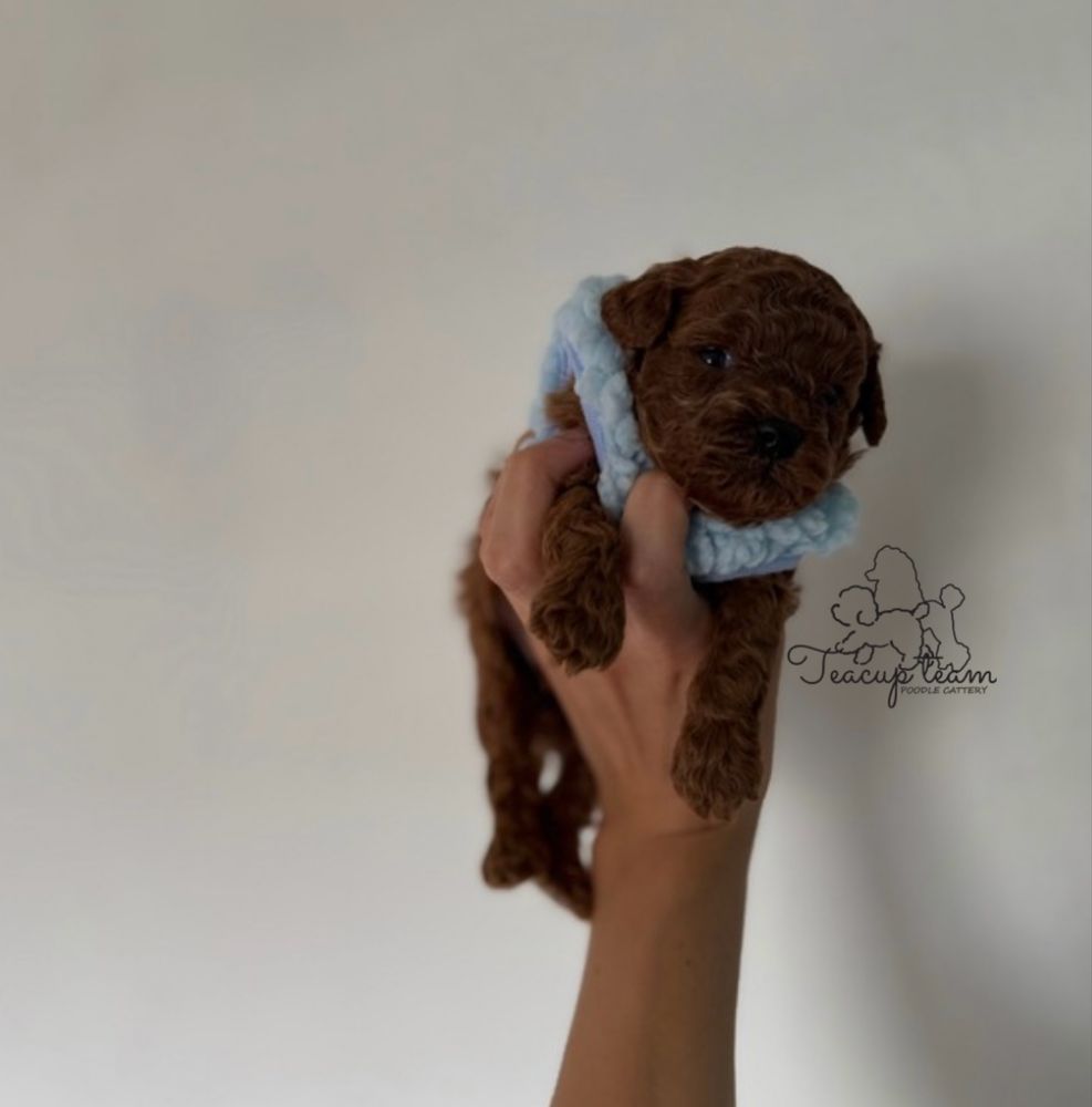 Pudel toy , linia chińska chiny, red brown