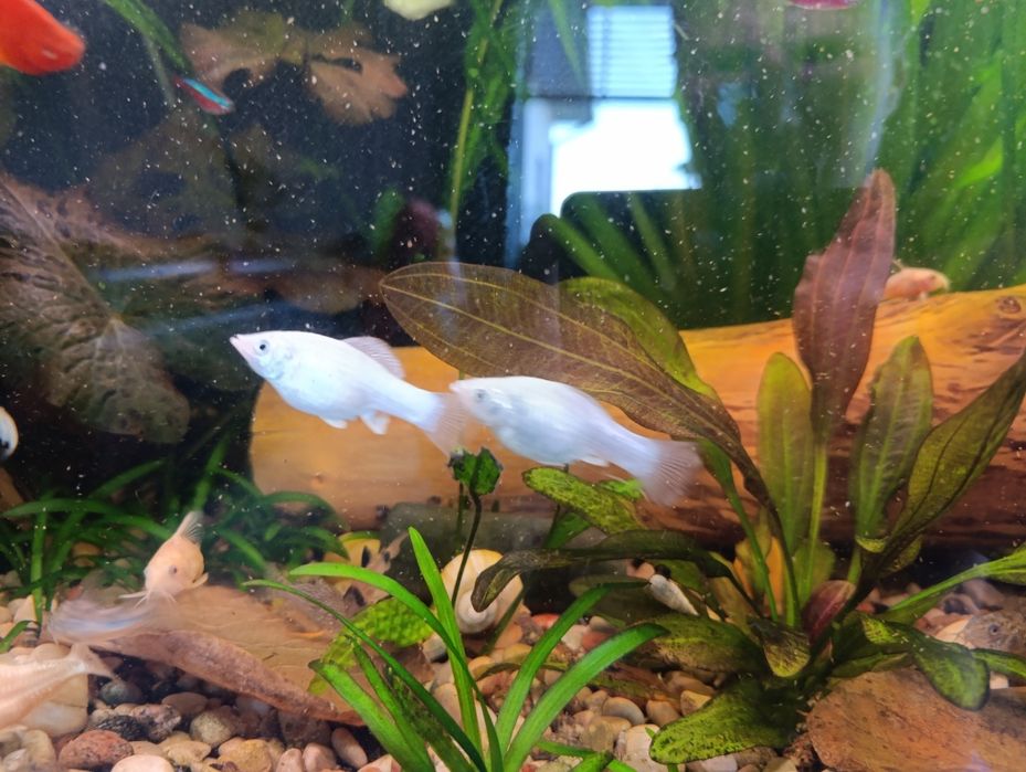 Molinezja biała żaglopłetwa