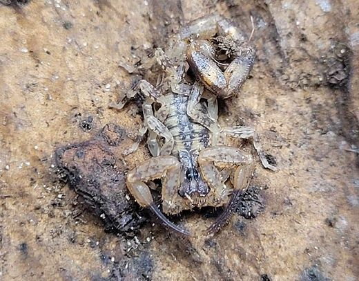 Skorpion T. smithii L3 10 sztuk oraz inne skorpiony