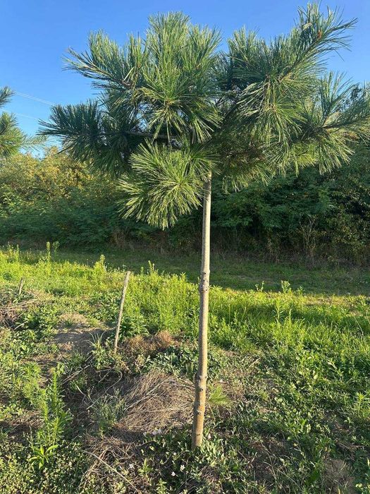 Сосни: Арманда Ра, веймутова, гімалайська, білокора, румелійська,чорна