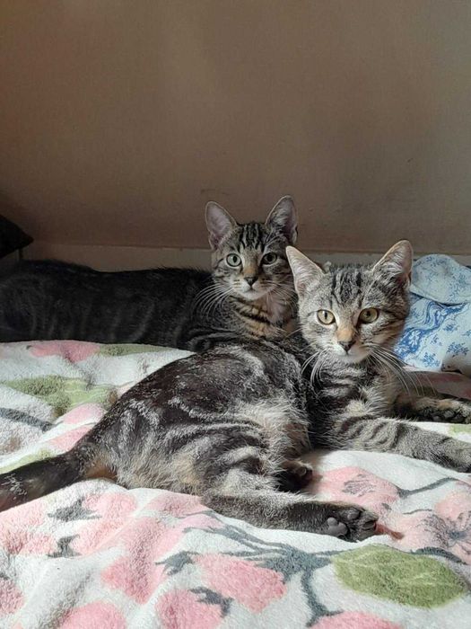 Kocurki 3,5 miesięczne  bardzo ze sobą zżyte,do adopcji razem.