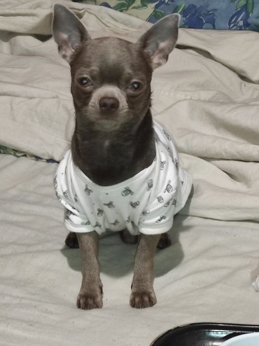 Чихуа лиловый кавалер