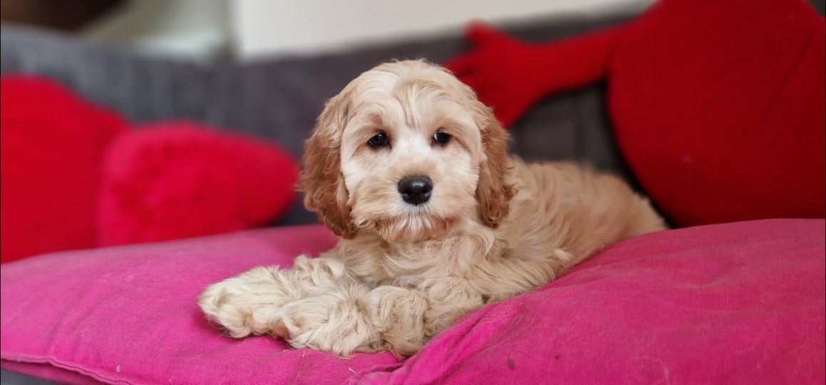 Cocapoo cocker spaniel amerykański I pudel czerwony