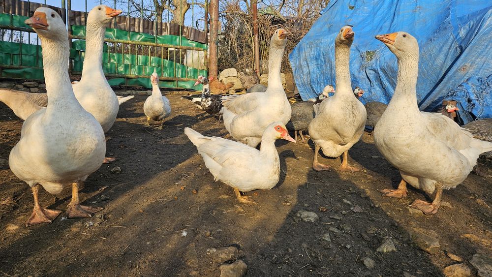 Gęsi białe Swojskie