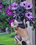 Sprzedam chihuahua
