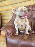 Buldog francuski Isabel