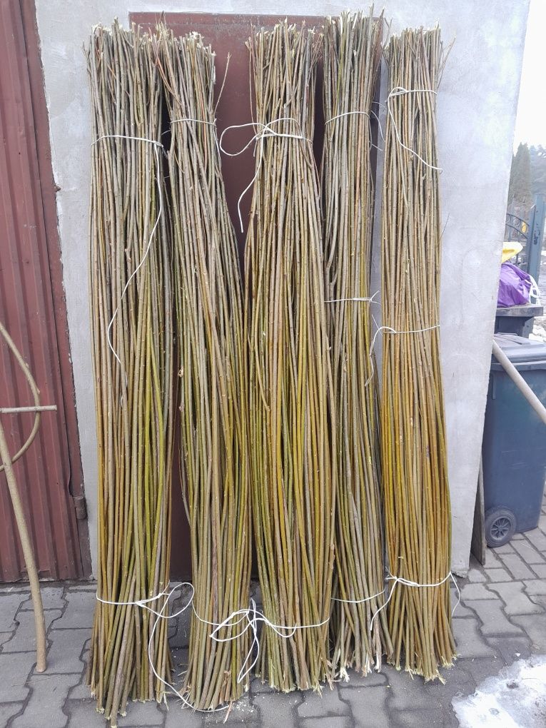 Wierzba energetyczna podkładka do do szczepień z wierzby (sadzonka)