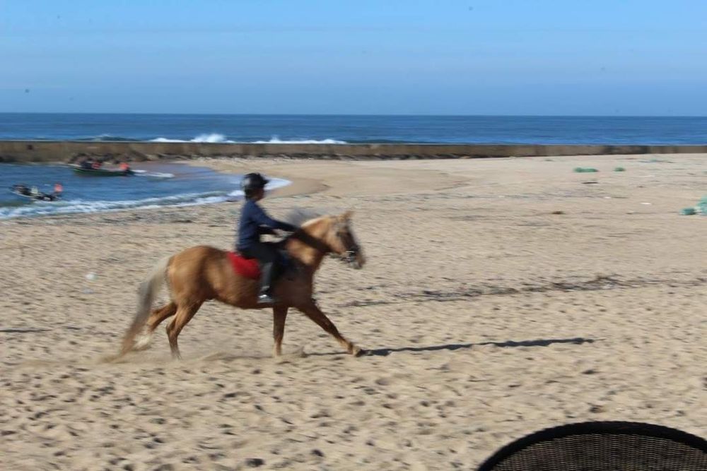 Cavalo castrado para terapias aulasas
