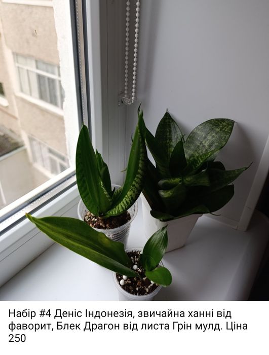 Сансевіерія Філіппіни, Голден ханні, Сільвер Перрот