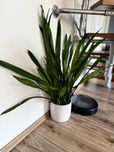 Sansevieria Zeylanica sansewieria 95 cm gęsta