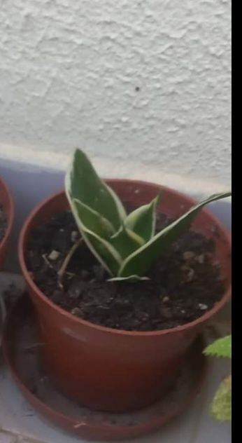 Plantas de interior e exterior
