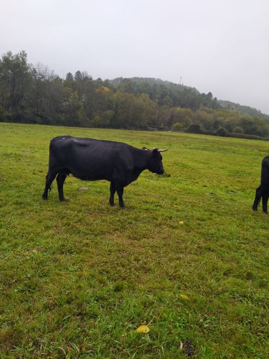 Vacas cruzadas prenhas