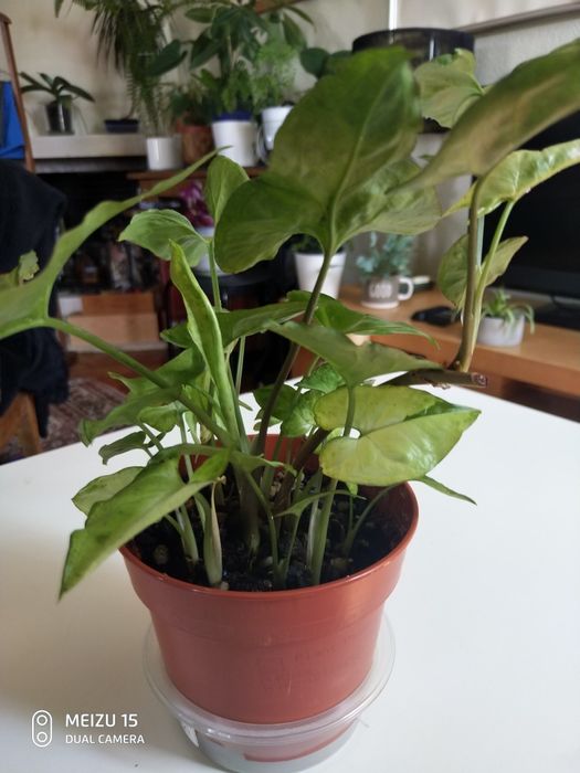 Singonio vaso com 8 plantas