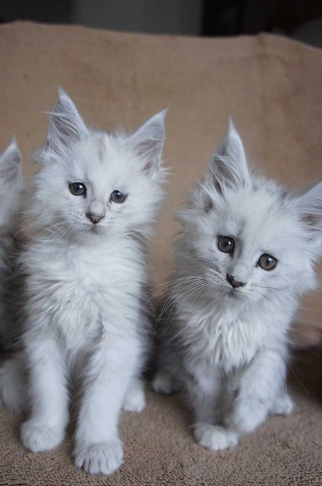 kocurek - ns11 -czarny shaded -rodowód FPL