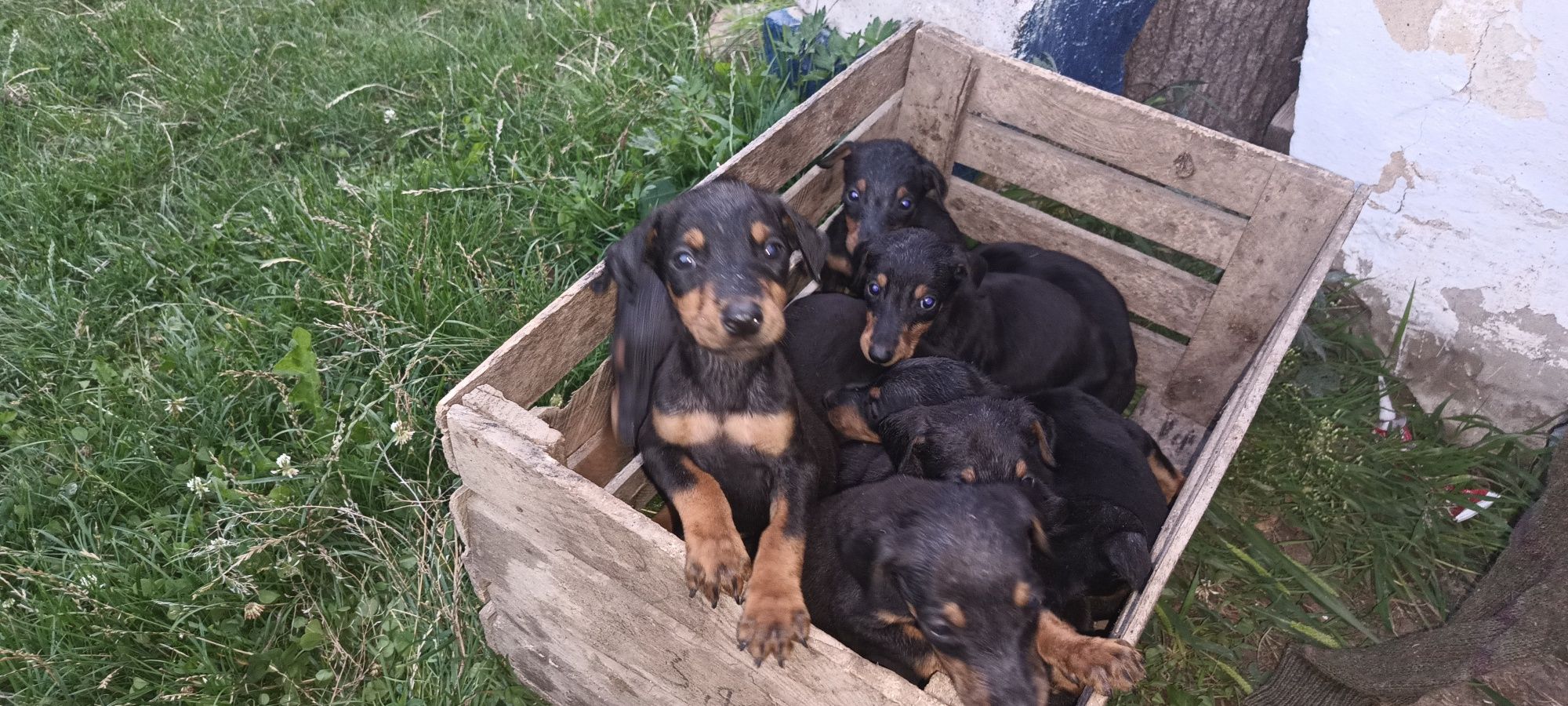 Акція! Продаж щенків добермана