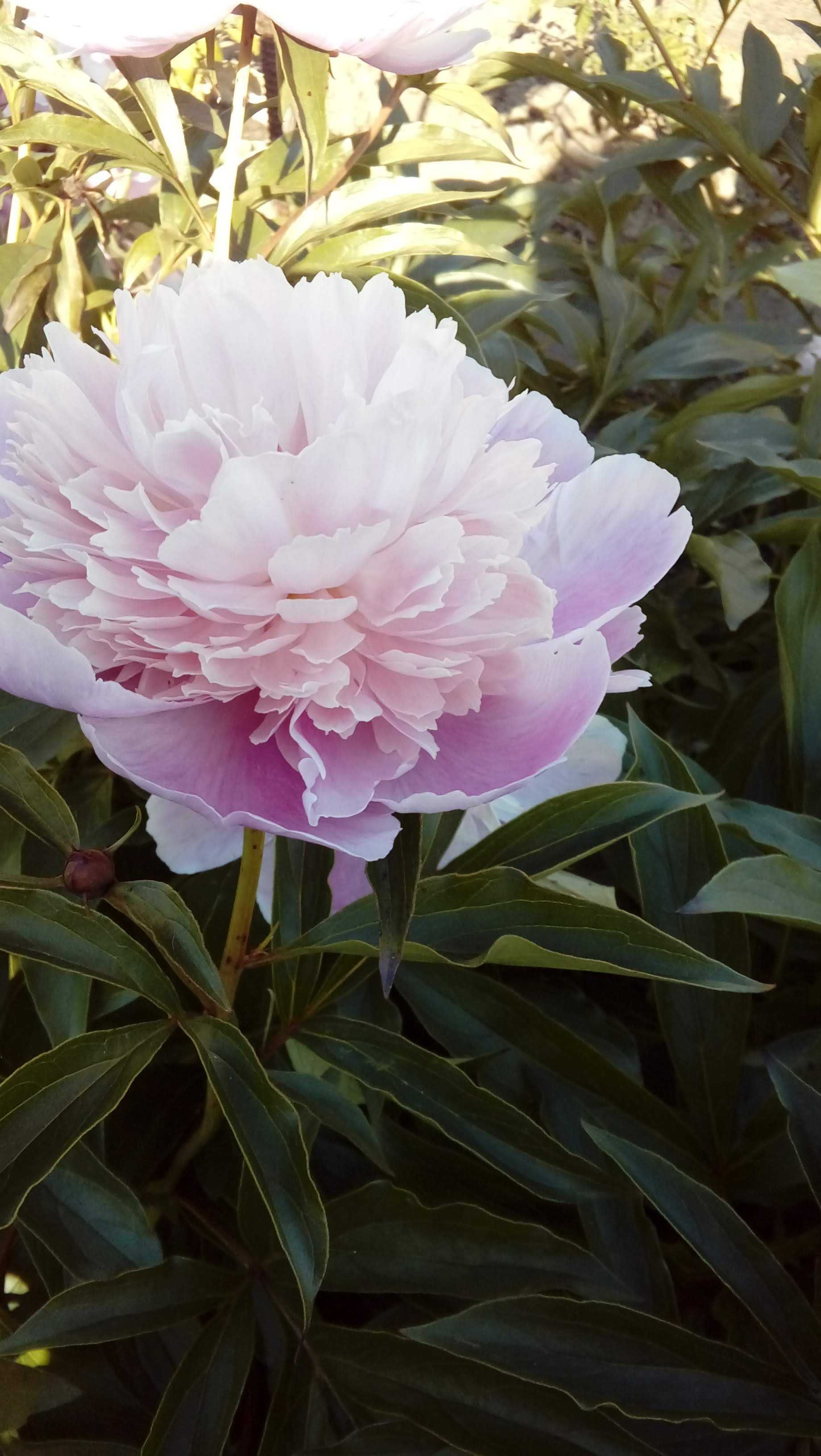 Peonie czerwcowe hestia, floks,marcinki inne byliny z gruntu