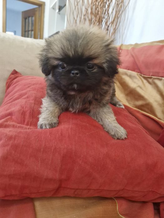 Pequenois  vacinado e desparesitado