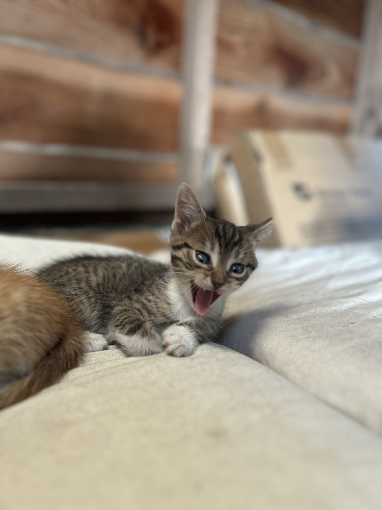 Kotki do adopcji