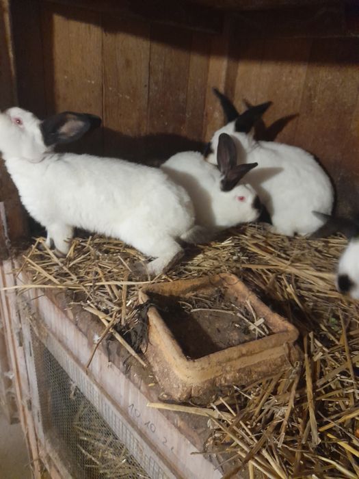 Samce kalifornia mieszane srokacze