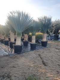 juka ,niebieska ,Yucca rostrata, mrozoodporna -20