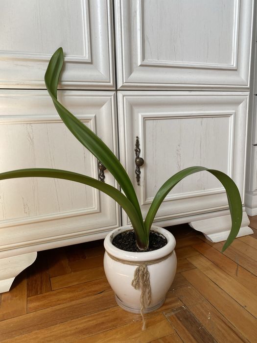 Продам два гощика квітки амариліс.у горщіку по одній цибулині.