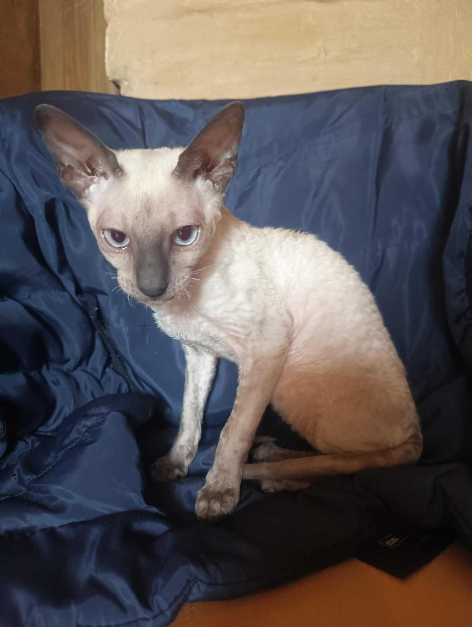 Cornish Rex  devon rex kot hod. Urok Życia