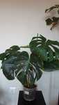 Duża monstera thai constellation