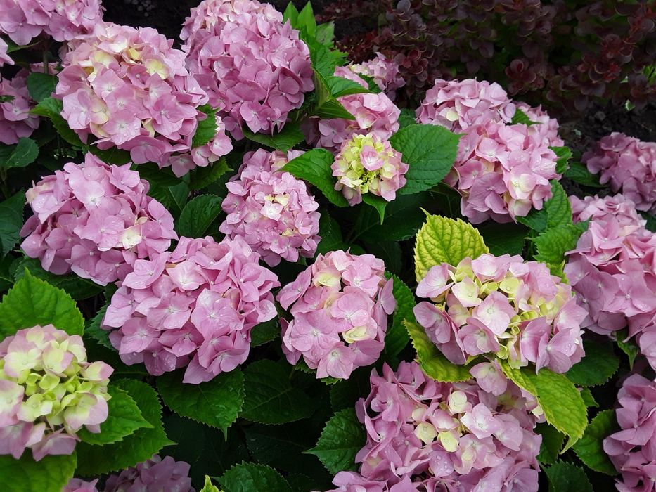 Гортензия крупнолистная. Очиток. Фиалка.