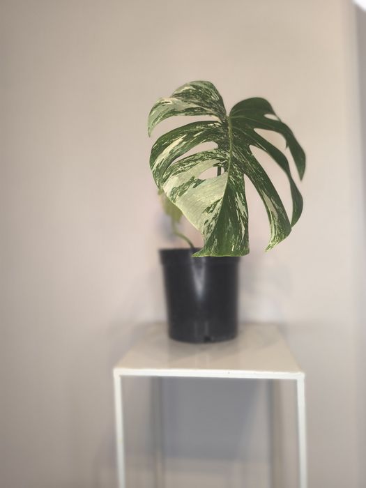 Monstera Variegata w doniczce