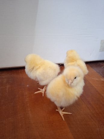 Суточные цыплята Ломан Браун оптом и в розницу