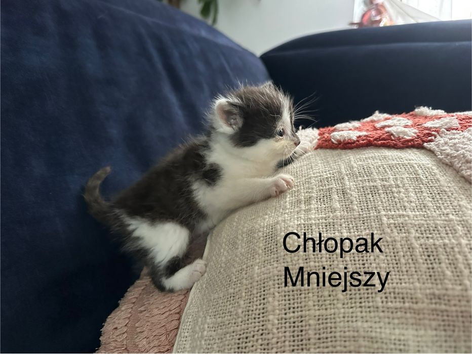 Do oddania za cegielke kotki