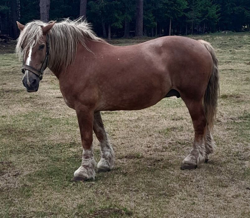 Kobył zaprzengana do bryczki spokojna