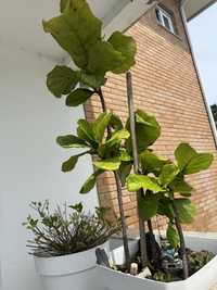 Planta arvore Ficus Lyrata