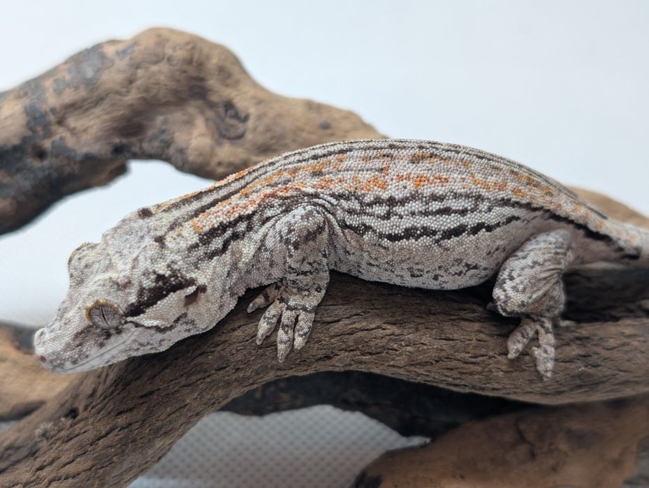 Gekon z Nowej Kaledonii samica